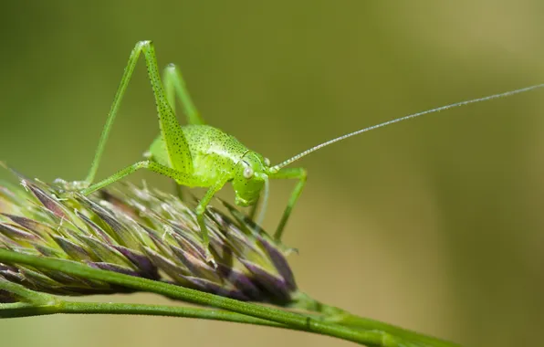 Macro, insect, grasshopper