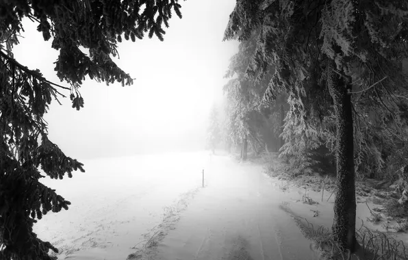 Picture road, forest, snow, fog