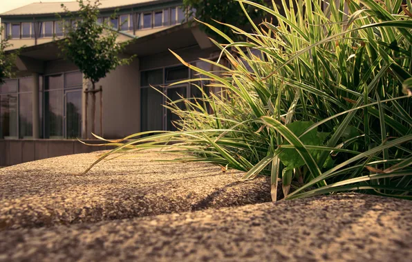 Grass, macro, trees, house, border, house, grass, the sidewalk