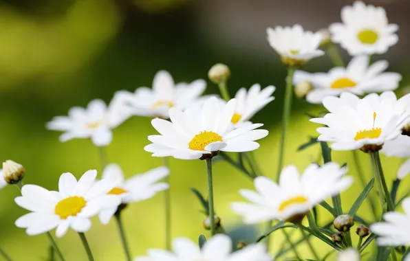 Greens, field, summer, flowers, nature, chamomile, blur, white