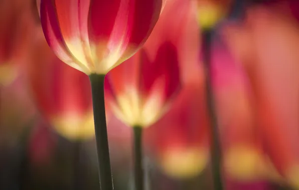 Picture flowers, spring, tulips, flowerbed