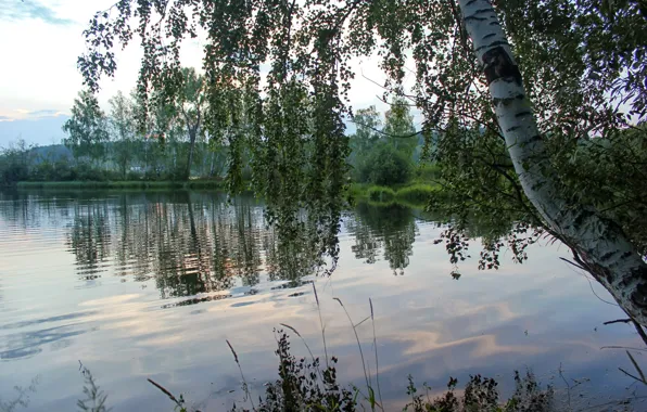 River, morning, birch