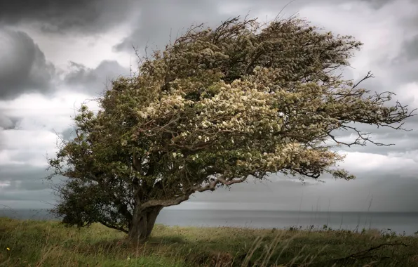 Grass, clouds, trees, branches, clouds, river, overcast, the wind