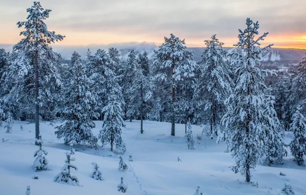 Winter, forest, sunset, Finland, Rovaniemi