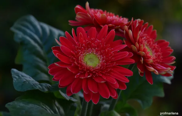 Picture tenderness, petals, gerbera, flowering, flowers