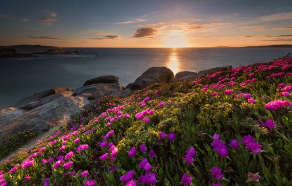 Sea, summer, the sky, the sun, clouds, light, sunset, flowers