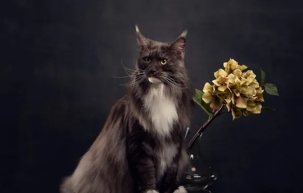 Cat, cat, look, pose, face