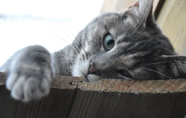 Picture eyes, cat, face