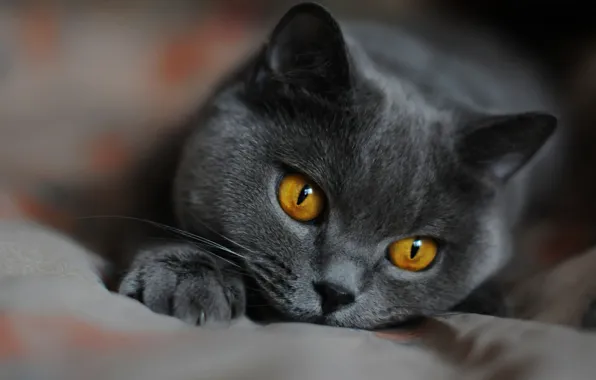 Cat, cat, look, grey, portrait, bed, lies, face