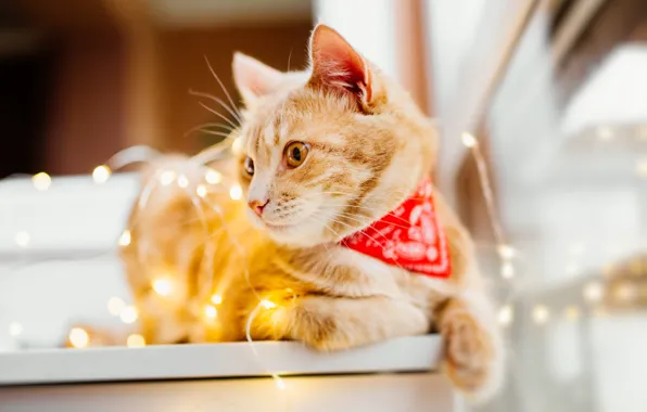 Cat, red, garland