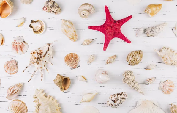 Sea, background, Shell, starfish, sea