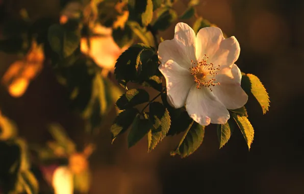Picture white, leaves, light, flowers, branches, the dark background, garden, briar