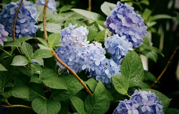 Spring, lilac, shrub, botany