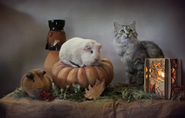 Cat, leaves, lantern, pumpkin, Halloween, Guinea pigs, Svetlana Kovaleva, Нalloween
