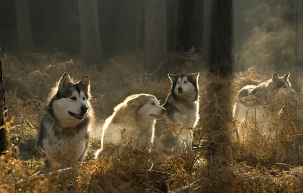 Picture forest, pack, wolves