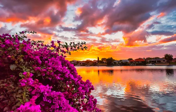 Picture sunset, lake, Australia, houses, the bushes, bougainvillea