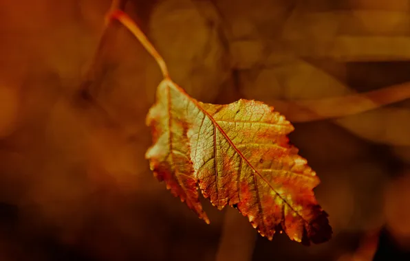 Picture autumn, sheet, maple