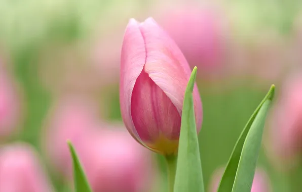 Leaves, paint, tulips, buds