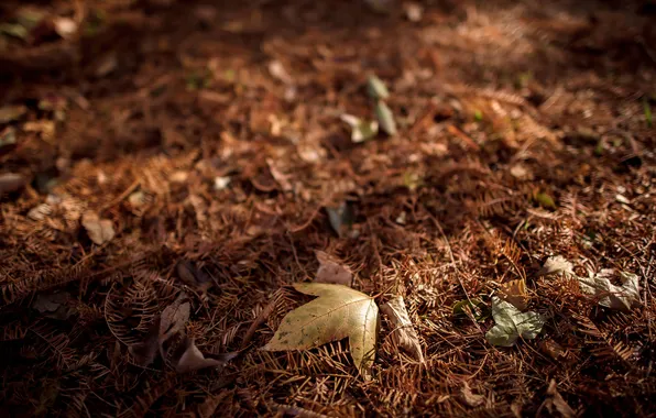 Forest, leaves, needles