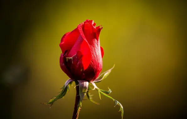 Flower, background, rose