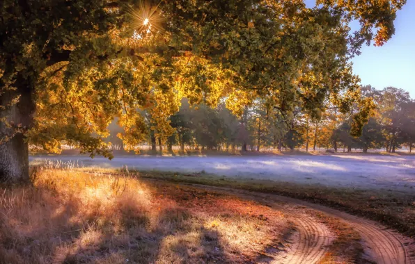 Road, field, autumn, fog, tree