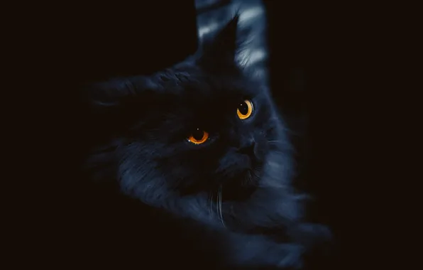 Cat, cat, look, face, black, portrait, fluffy, black background