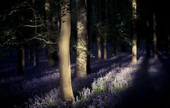 Forest, light, trees, flowers, nature, morning