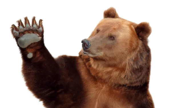 Picture paw, bear, bear, white background