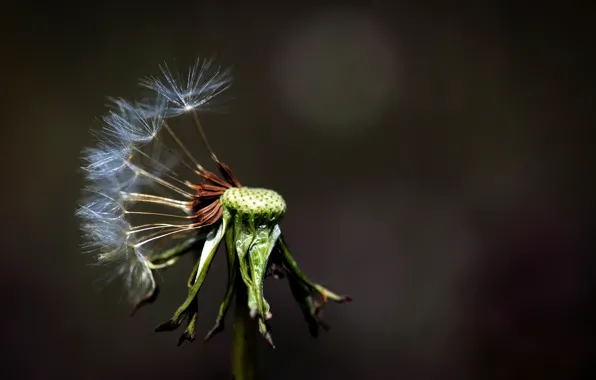 Picture macro, nature, dandelion