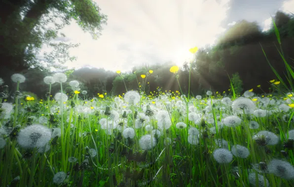 Summer, nature, dandelions