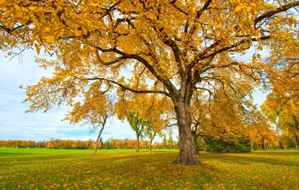 Picture autumn, grass, leaves, trees, Park
