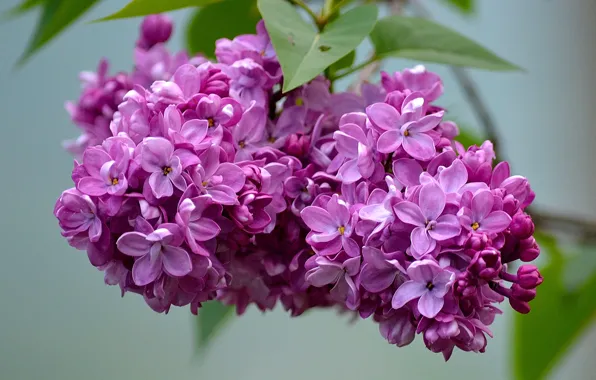 Macro, lilac, inflorescence