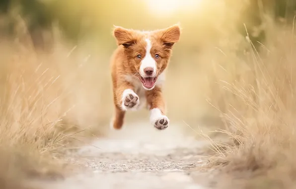 Each, dog, running