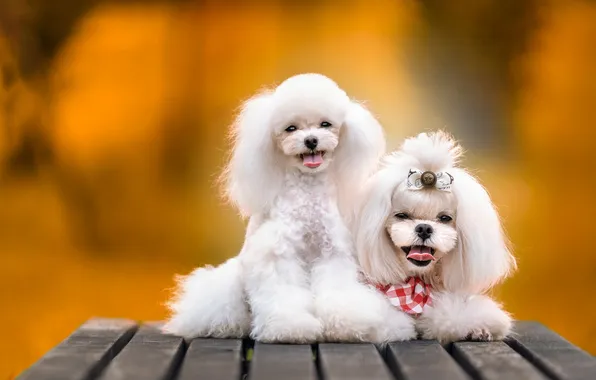 Language, dogs, look, nature, Board, haircut, dog, puppies
