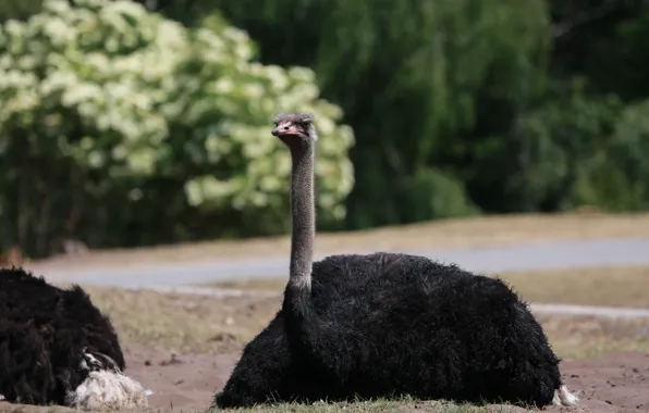Nature, Park, Male, The EMU