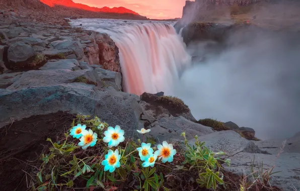 Picture summer, light, flowers, mountains, rocks, waterfall, the evening, Iceland