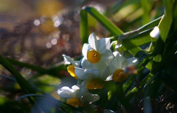 Greens, leaves, light, flowers, glare, blur, spring, white