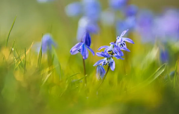 Greens, grass, flowers, stems, blur, spring, blue, clearing