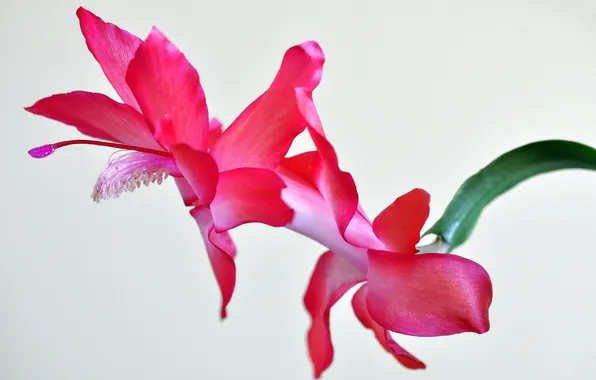 Flowers, nature, plant, petals