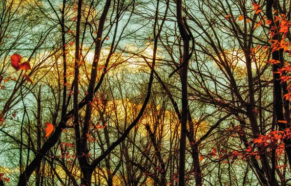 Autumn, the sky, leaves, clouds, trees, branches