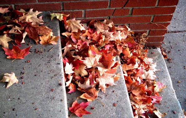 Leaves, brick, red, stage, fallen, autumn