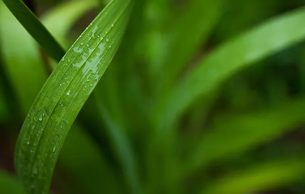 Picture grass, drops, macro, wet, sheet