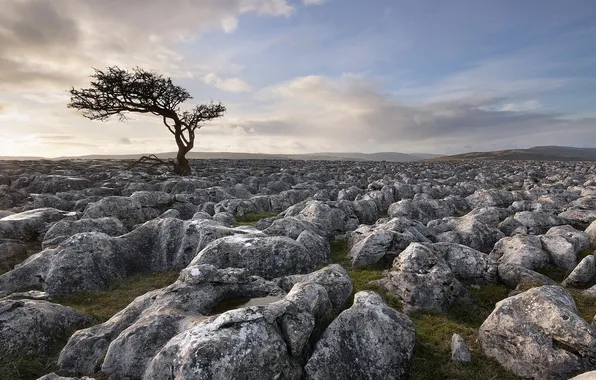 Nature, stones, tree, mediocrity