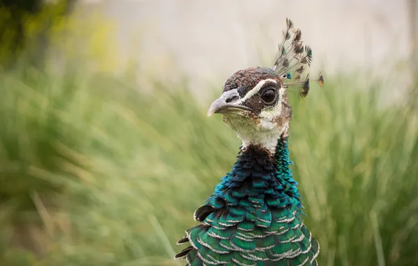 Bird, peacock, tail