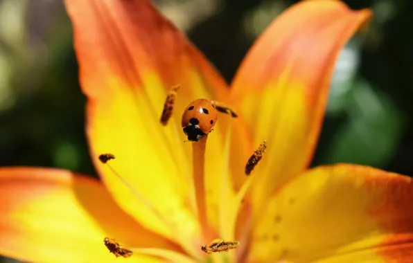 Flower, orange, insects, ladybug, Lily