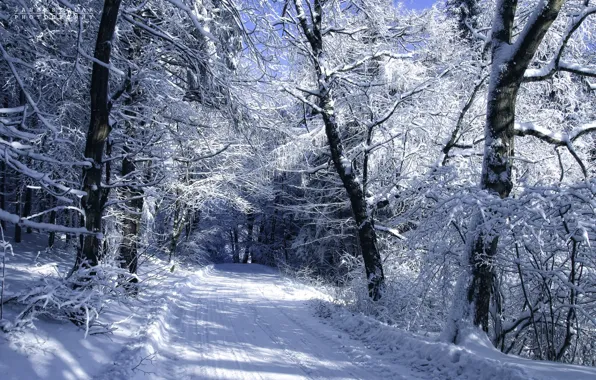 Cold, winter, road, snow, trees, landscape, author, Janek Sedlar