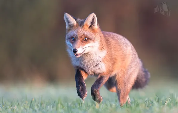 Picture nature, animal, running, Fox, Fox, Kaczmarkiewicz Marcin