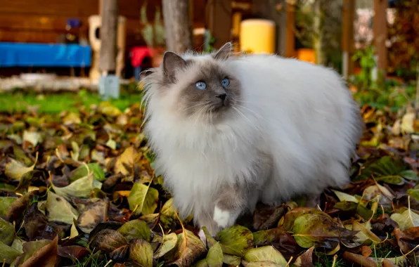 Autumn, cat, cat, look, foliage, garden, yard, walk