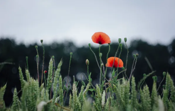 Wheat, field, flower, summer, nature, Mac, green
