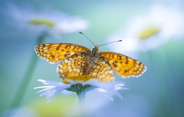 Flower, macro, butterfly, orange, Daisy, insect, red, yellow